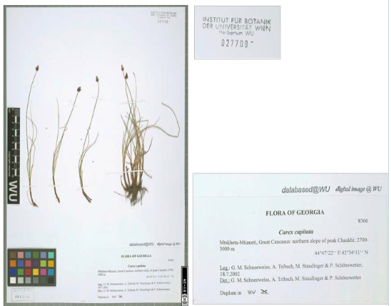 specimens - example sheet